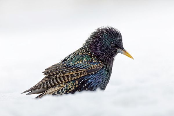 Jones, Adam 아티스트의 Common starling-foraging in snow-non native US species작품입니다.